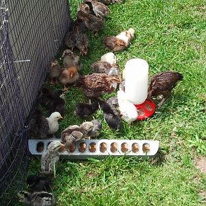 Guineas and chicks exploring