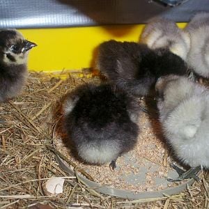 Pixie and Tux's 6 baby chicks :)