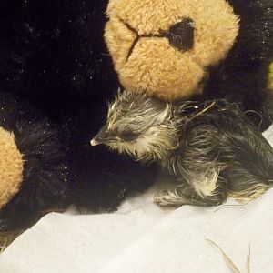 One of Pixie and Tux's babies