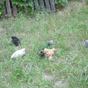 The bantams (& two younger Barred Rocks) enjoying free range time