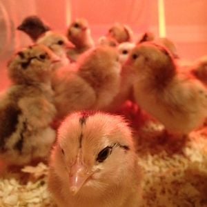 Ameraucana/Barred Rock chicks