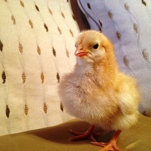 Buff Orpington chick