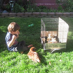 Ethan and Little Red looking at the bantams