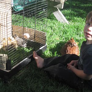 Ethan and Little red with the bantams