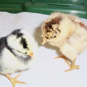 2 of my  new chickies May 24, 2012