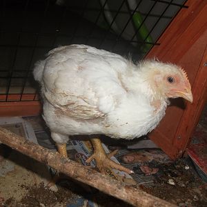 chick 2