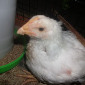 chick 1