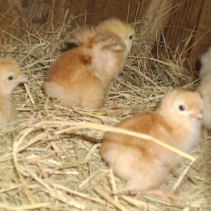 hatched chicks