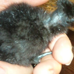 tulepchick1.JPG

The latest addition. According to Kev, it's probably a pullet.
