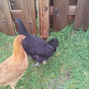 Sage (Black Australorp) and Paprika (NH Red) at 12 weeks.