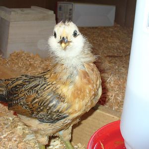 Tallulah at 4 weeks. She has changed into a screaming, flailing hen that freaks out at the slightest look. But she ruled the brooder for a while.