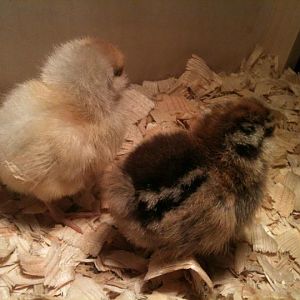 These are both Easter Eggers. The one on the left is kind of buff colored, with subtle patches of grey on her back and back of head. The one on the right has the classic chipmunk stripe pattern and lots of extra pattern on the forehead.