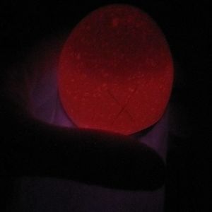Day 9 Candling - Brown egg