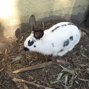 Little Rascal - my boy!