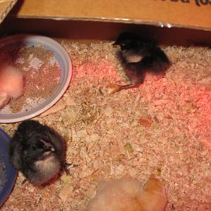 Our new babies born around Mid June. First ones to hatch on 16/5/12 but, since they weren't with me I don't know who came first