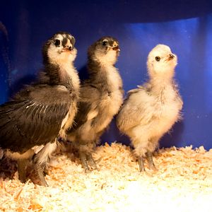 the babies
one on the right got killed by a fox :( lite color chickens are bad news in the mountains