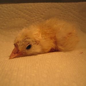Baby Wheaten out of egg....