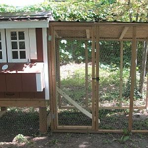 Building a Coop in the Suburbs