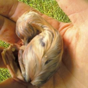 5-26-12  Silkie's
Dead in shell chick.  this egg always looked off, and it looked like it had some internal bleeding.