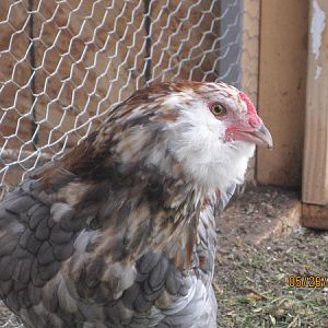 Blujem's roo, love him!