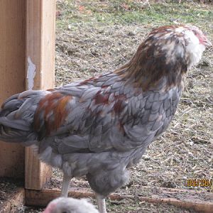 My friend's roo, was supposed to be a girl!