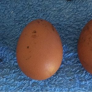 First pullet egg, second from left.