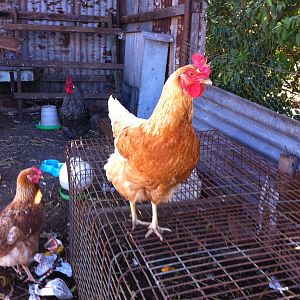 Parent's hen.