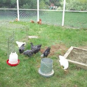 New girls getting used to their pen