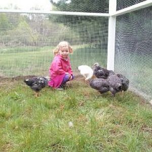 My Children love chickens.  But will the new chickens love the children....