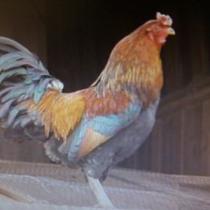 My new Easter Egger Rooster "Bart".