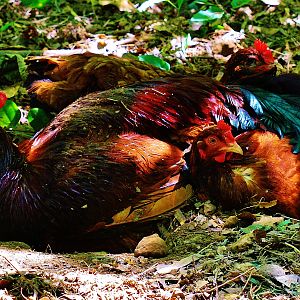 chicken pile 2