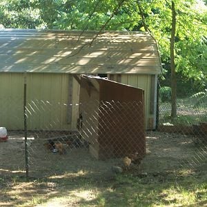 this chicken yard is made from nearly ALL scraps. I just reused what I found