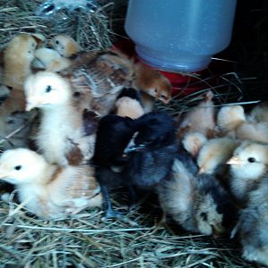 this is the day or two of getting our new chicks. Its mainly a mix of Sex Links(2wk chicks) and Easter Eggers(2 day old chicks),but there is a Rhode Island Red, as well