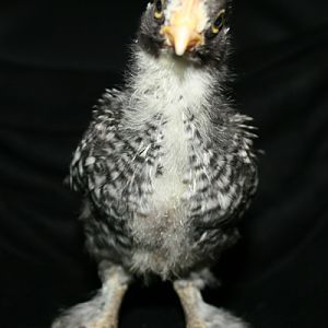 4 week old cuckoo marans cockerel