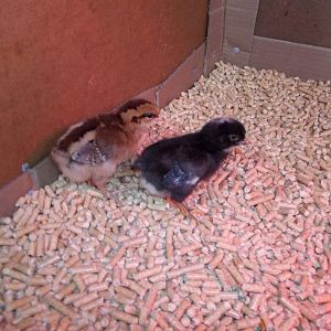 My little fuzzy butts at 1 week old! They're soooo big now!