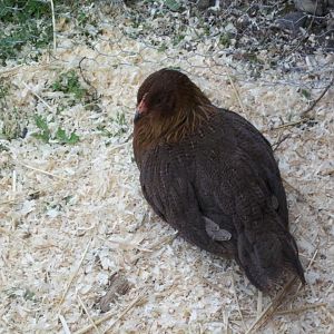 Moose is learning to lay!