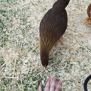 She bit my hand right after this lol