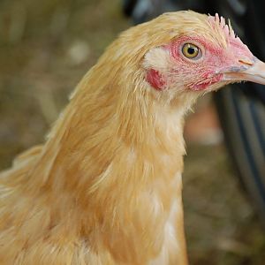 Lucy..giving me the eye