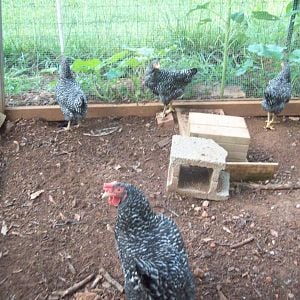 Charlie, Barred Rock and 3 of the pullets