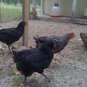 The black ones..pullets or cockerels? Both have pea cobs from what I can tell, but one is slightly larger than the other.