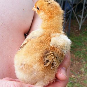 Mystery Chick