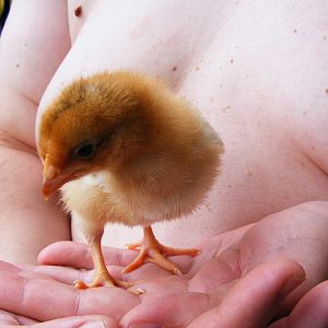 Mystery Chick