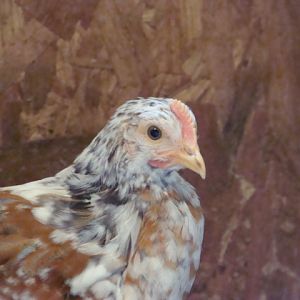 Non crested pullet 14 wks