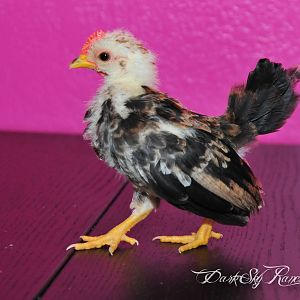 This is my first little serama, We named him Zero.  Since he was bird "zero" of the serama epidemic, leading to the purchase of 3 other serama chicks.  Here he is approx 9 weeks old here.