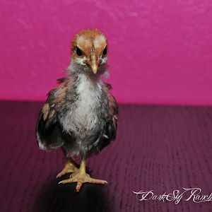 This is my new little Serama (hopefully a pullet) from Jerry.  She is 1.5 weeks old here!