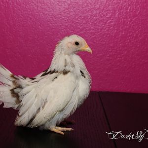 Here is the 1 month old pullet from Jerry, she has a really cool pattern on her back, but she was not photogenic today, I think she was a little camera shy.