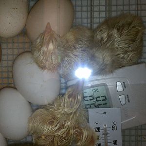 Chicks born 5/21.