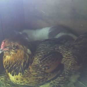 The mama cat and hen lay side by side in the coop as the cat is in labor