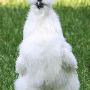 Abominable snowman or Elliot crowing???? You be the judge!