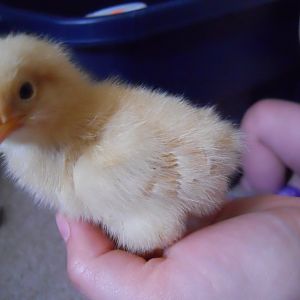 Honey Chicken